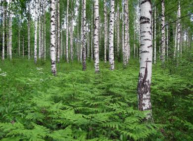 north_karelia_ferns_birchs_6222-9b42a4eb8ea2750640b3cb0f01945132.jpg