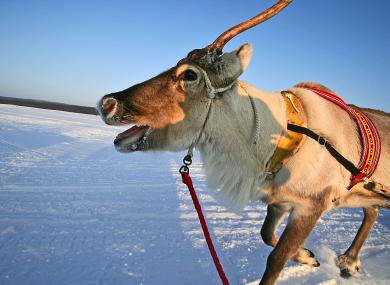 reindeer-in-lapland_8892-3aeb1f884e485d42183c561bc4099cea.jpg